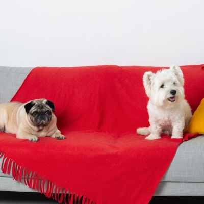 Убираем шерсть любимого питомца с мебели